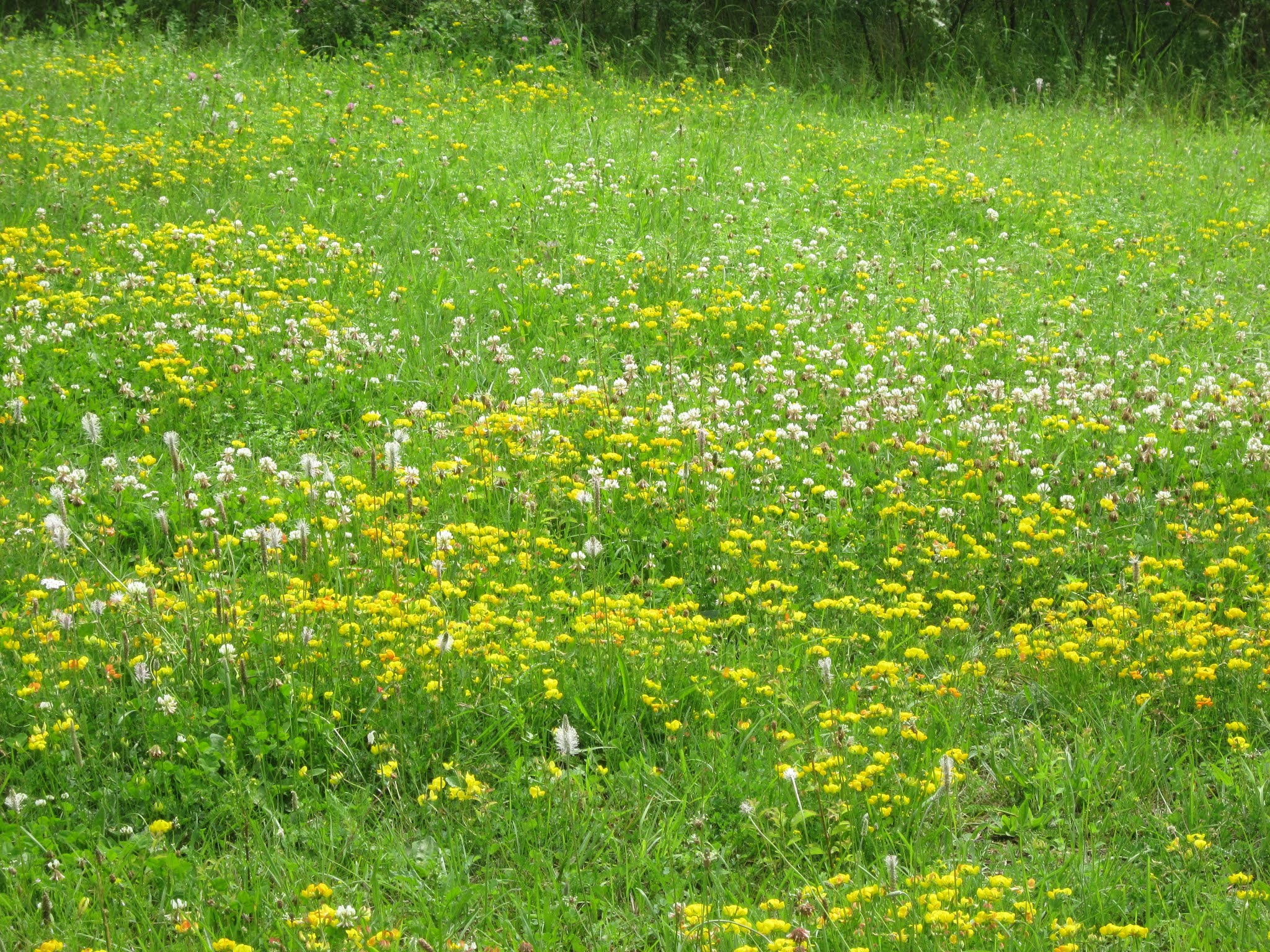 KHOTBAH KEMATIAN SEORANG GURU (Wahyu 141213) DEAR PELANGI