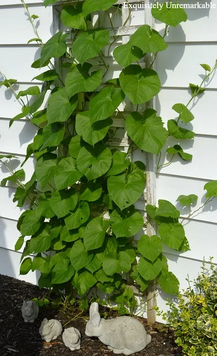 Climbing Vine In A Cottage Garden