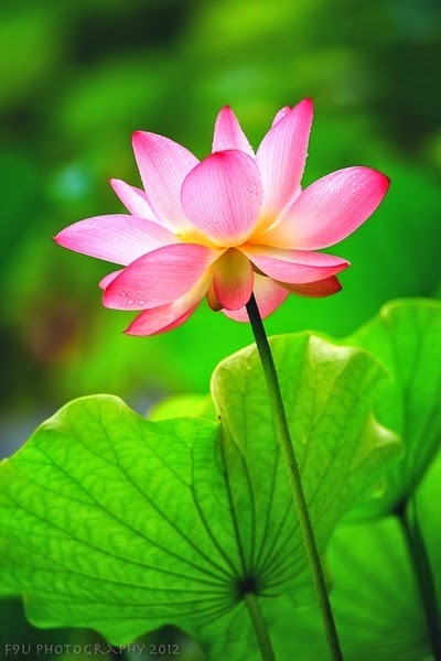 History of the Lotus ~ Stunning nature