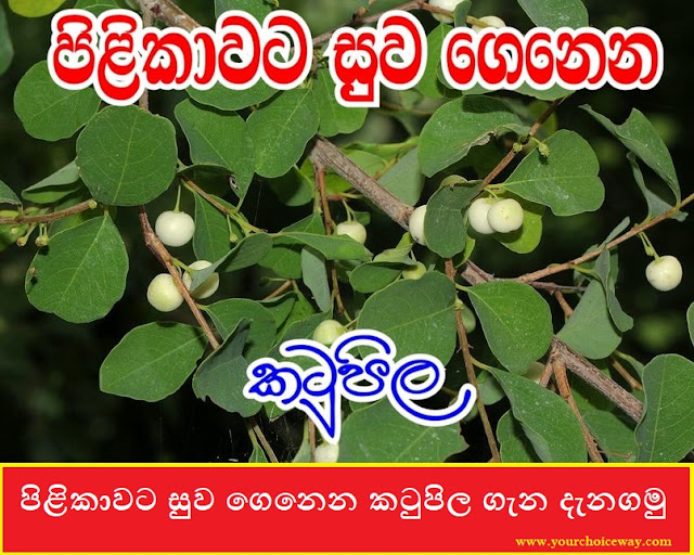 පිළිකාවට සුව ගෙනෙන කටුපිල ගැන දැනගමු (Katupila - Flugguea Leucopyrus) - Your Choice Way