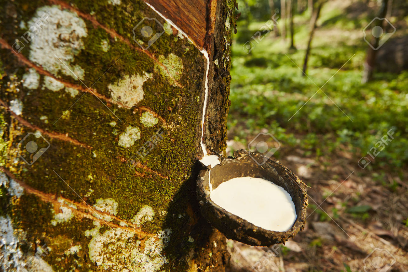 Phuket's History Rubber Tree Plantation