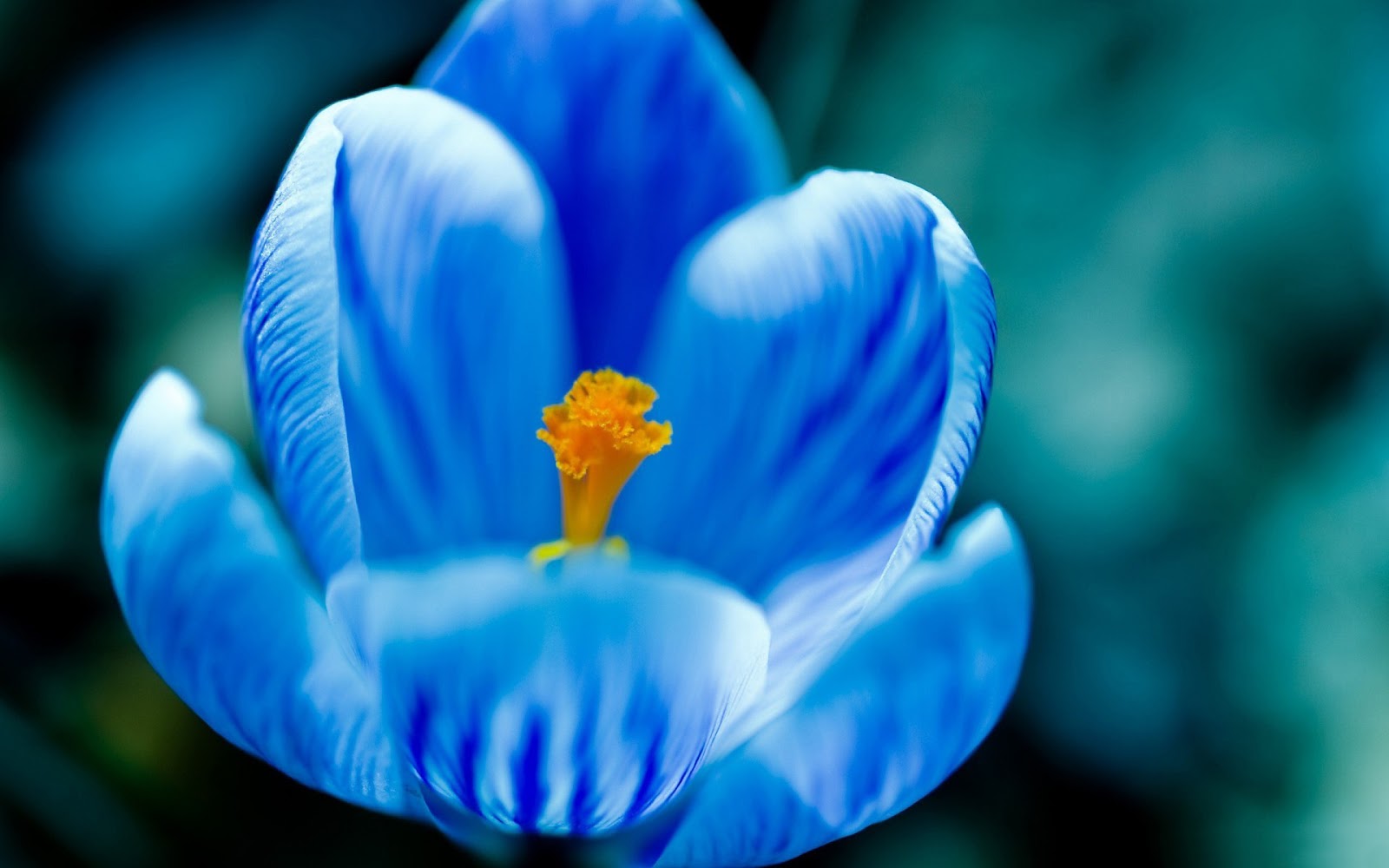 Blue Flower Wallpapers asimBaBa Free Software Free IDM Forever Blue Flower Wallpapers asimBaBa Free Software Free IDM Forever