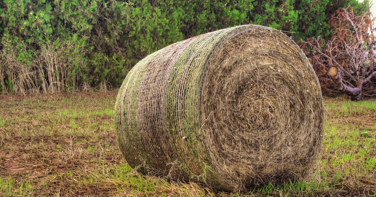 "Grasping at straws" nghĩa là gì?