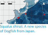 https://sciencythoughts.blogspot.com/2020/07/squalus-shiraii-new-species-of-dogfish.html