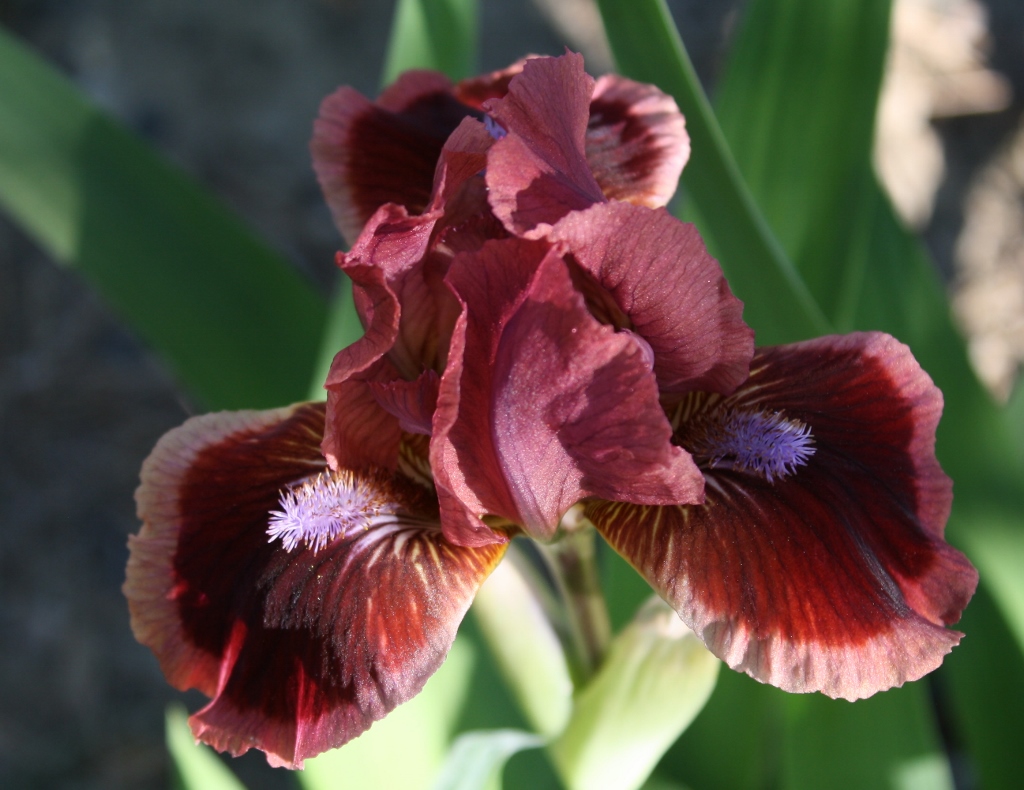 Living and Dyeing Under the Big Sky Standard Dwarf Bearded Iris Cat