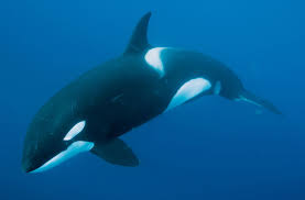 Figure 5: Female killer whale dorsal fin is short and curved