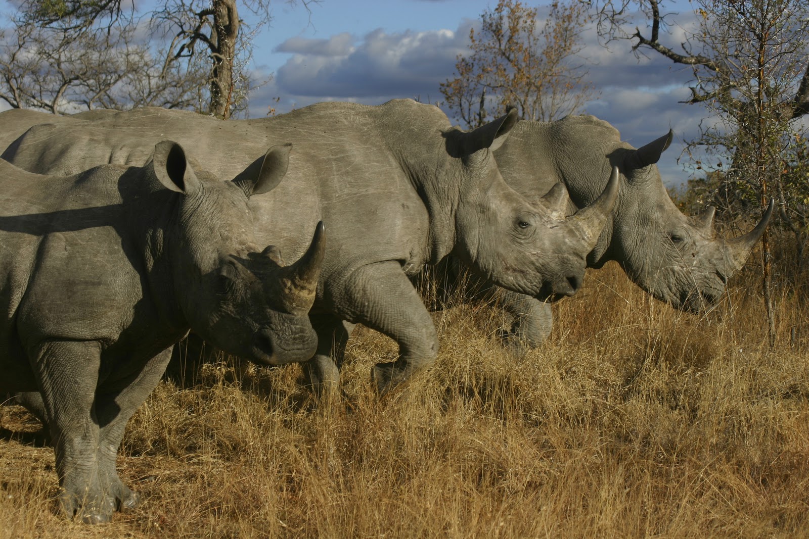 Worldbirder: "Where do Rhinos lay their eggs?"
