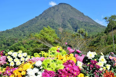 Kebun Bunga Batu Flower Garden Malang Kebun Bunga Batu Flower Garden Malang