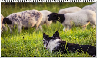 영리한 개 보더콜리 지능 탈모 8