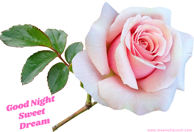 good night rose flower