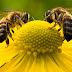Οδηγίες για την προστασία των μελισσών