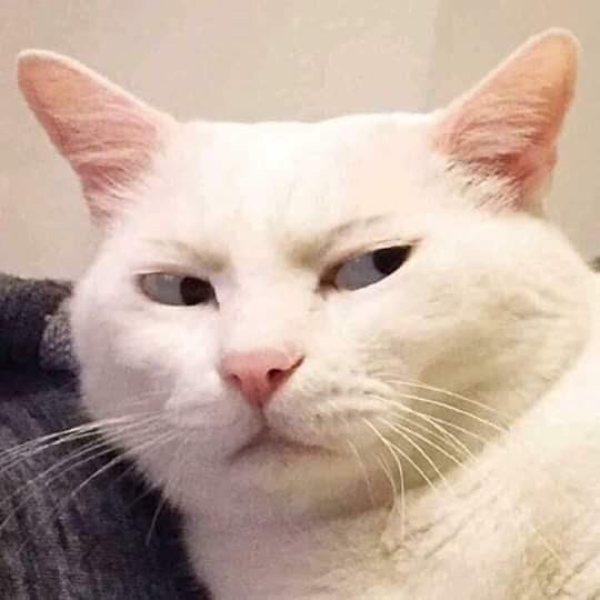 Nama Kucing Lawak - 81021+ Nama Untuk Kucing Comel, Lucu ...