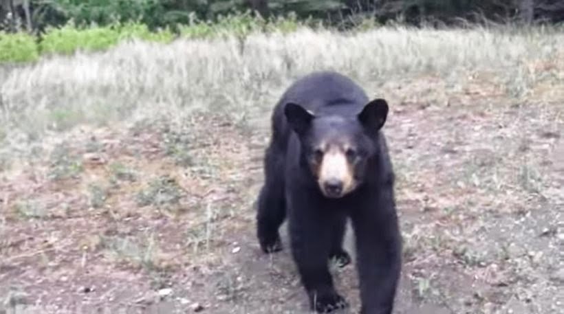 Δυο άντρες βγήκαν για τρέξιμο σε δασώδη περιοχή στον Καναδά και μια αρκούδα τους πήρε στο κυνήγι [video]