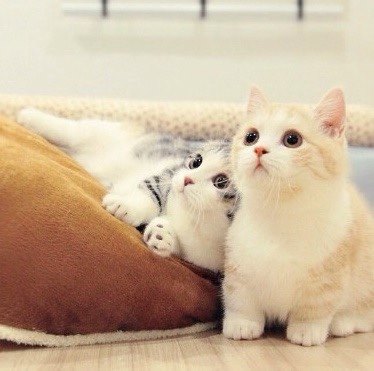 Kucing dan Kedudukanya yang Istimewa Menurut Islam Kucing dan Kedudukanya yang Istimewa Menurut Islam