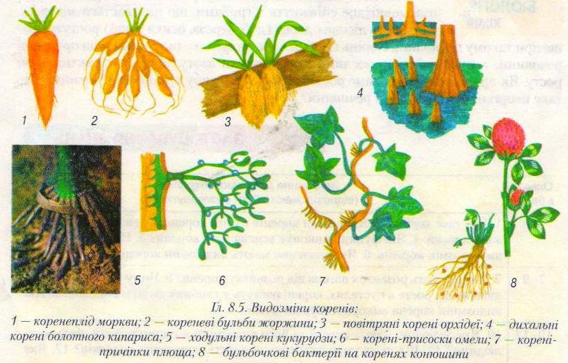 На рисунке б изображена корневая