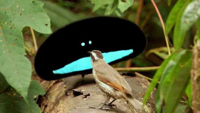 Vogelkop Superb Bird-of-Paradise is among the rarest birds in the world.