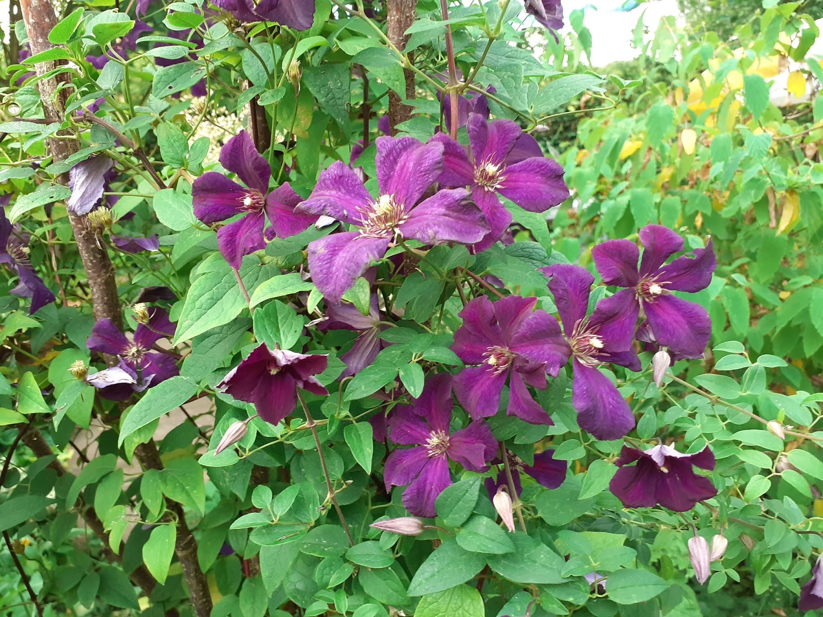 Au Jardin des Violettes Chambres d'hôtes: clématite étoile violette