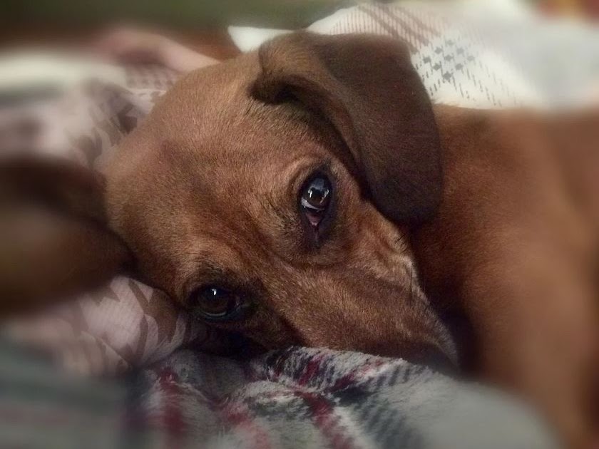 Warum Hunde erbrechen und was Sie tun können