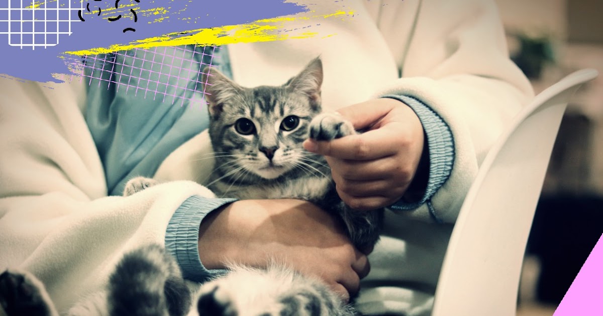 Veterinarians Starting Salary in Every State (2021)