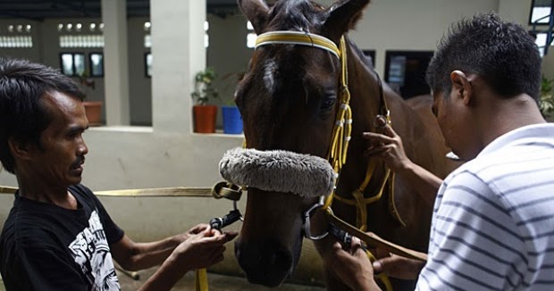 Kuda Termahal di Indonesia Milik Sang Bupati Sula  Guru 