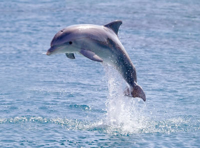 dolphinn.jpg