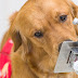 Κορωνοϊός: 400 σκύλοι εκπαιδεύονται για να ''μυρίζουν'' τον ιό στην Βαρκελώνη 