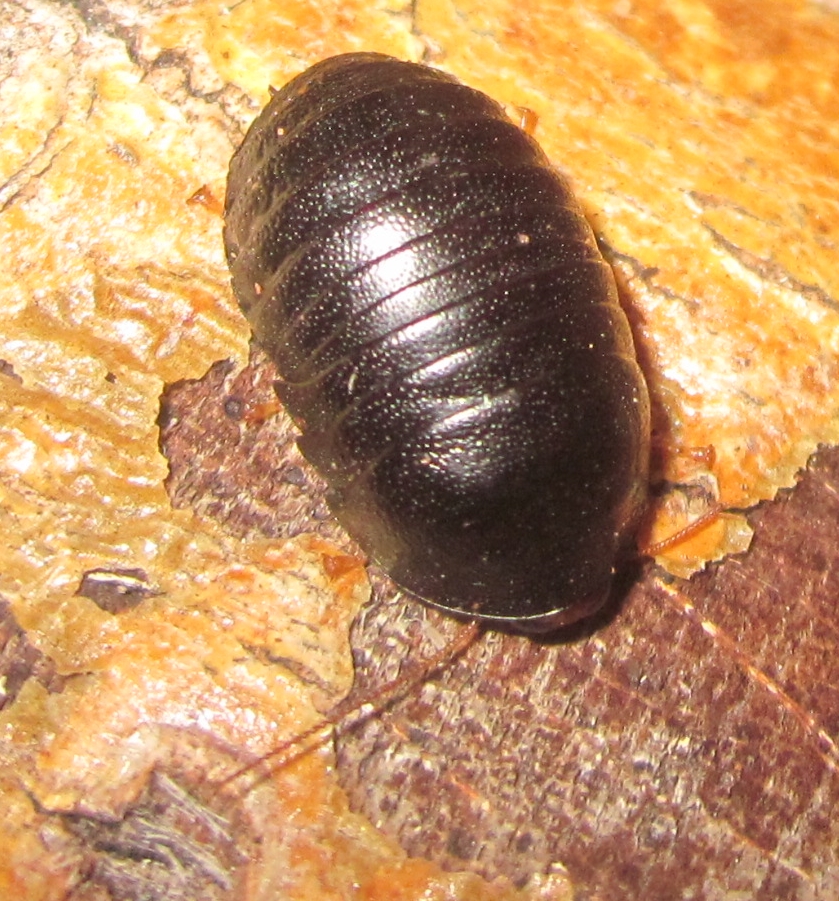 C.pygmaea%252333.JPG