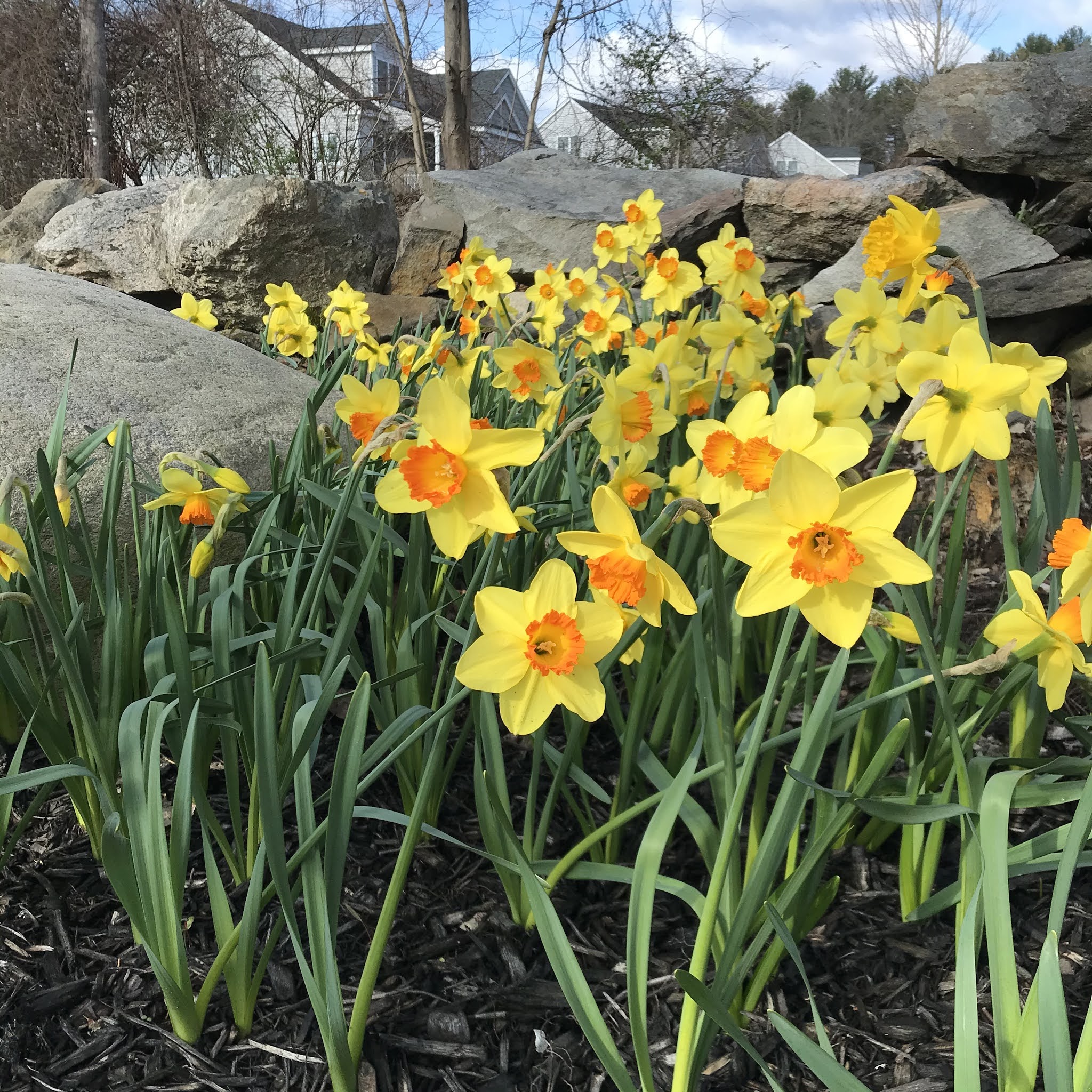 Maynard Life Outdoors and Hidden History of Maynard Trail of Flowers 2021
