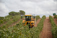 Grape harvester: Gregoire G8