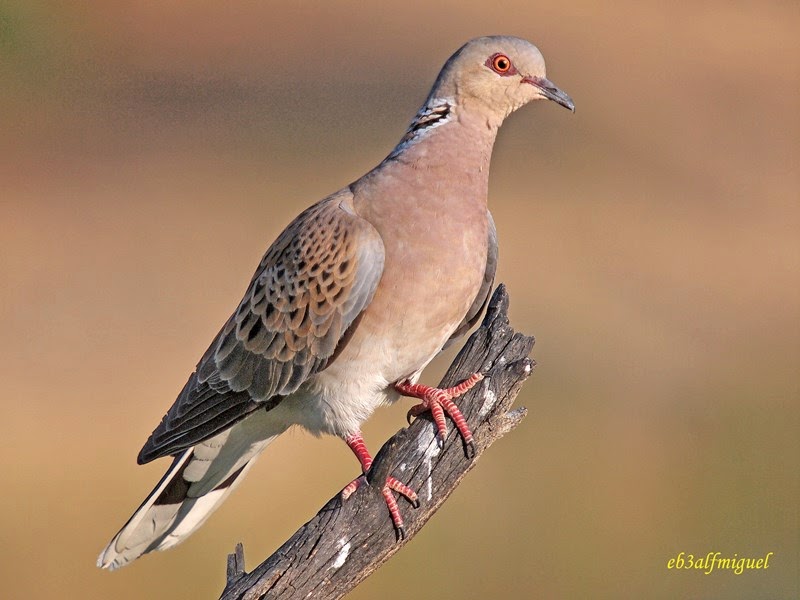 Miguel fotografia Tórtola europea o común (Streptopelia turtur)