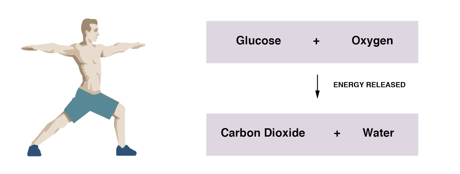 IGCSE Biology 2017 2.50 Practical Investigate Breathing in Humans