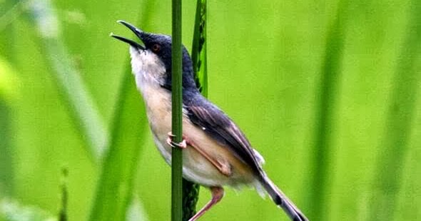 Tips Burung Ciblek Cepat Gacor Ocehan Kenari