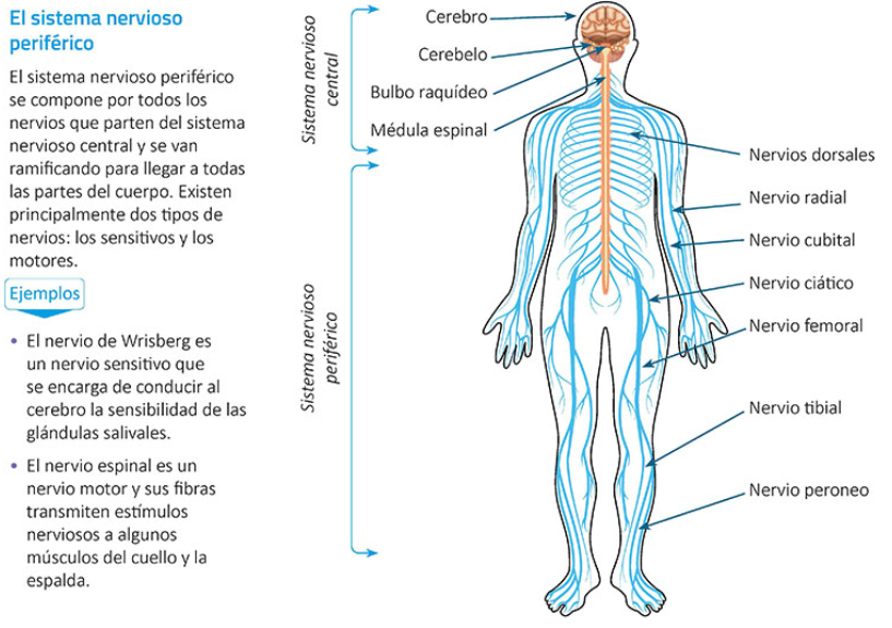 Quinto Grado Naturales El sistema nervioso periférico