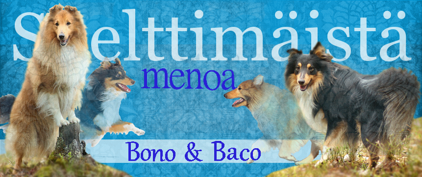 Shetlanninlammaskoirat Bono & Baco