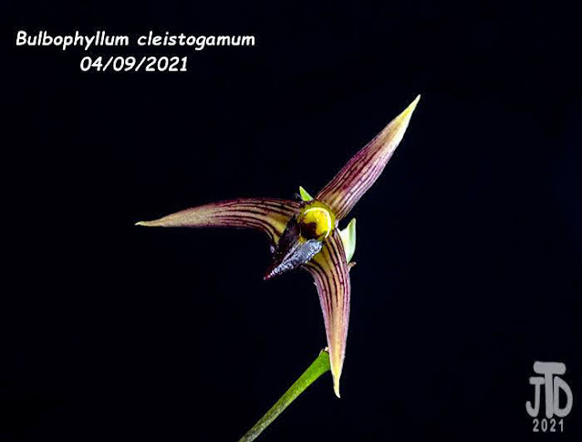 Bulbophyllum cleistogamum