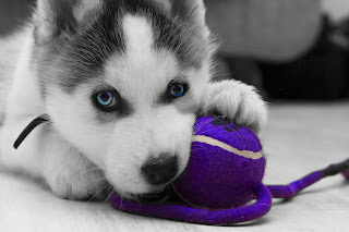 Siberian Husky Snow Dogs HD Wallpapers 