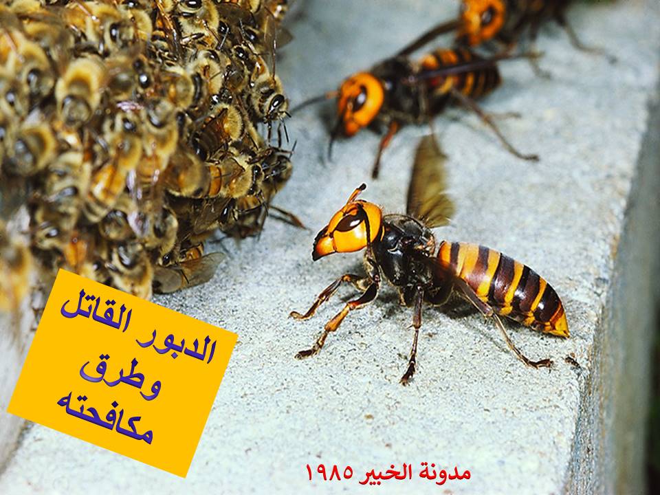 الدبور الاحمر