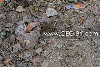 First awaken frog in the Nalibaki forest