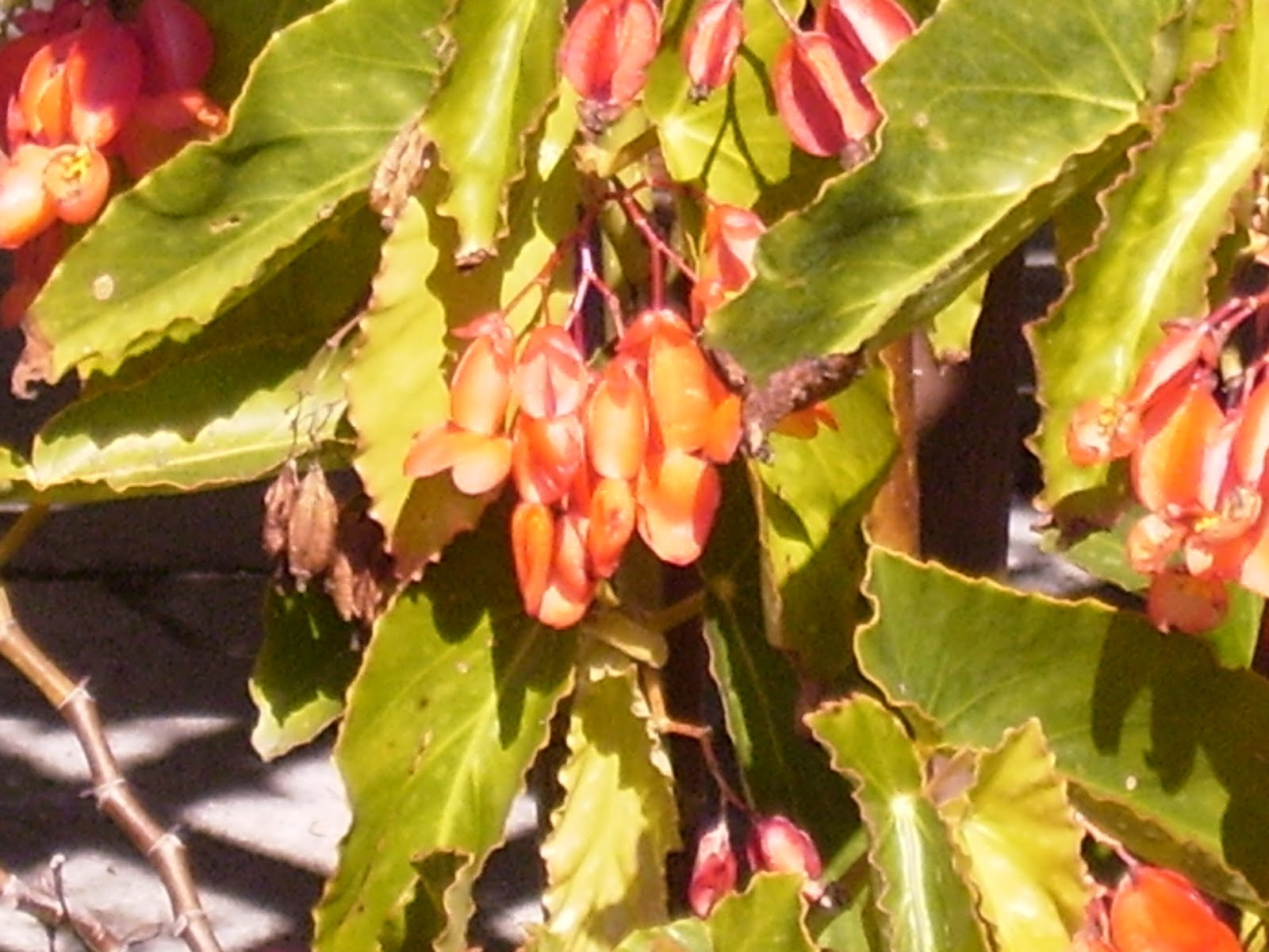 PLANTAS Y FLORES: Alas de Ángel. Begonia Sophie.