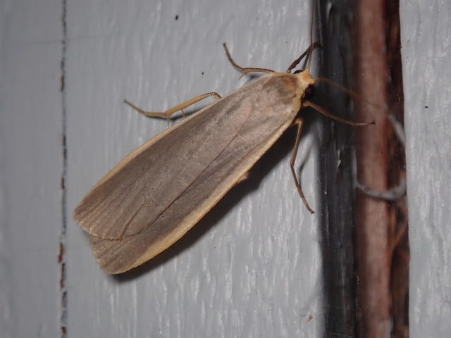 Eilema lurideola Eilema lurideola
