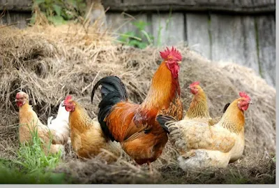 Ayam peliharaan habitatnya di pemukiman / kandang - berbagaireviews.com