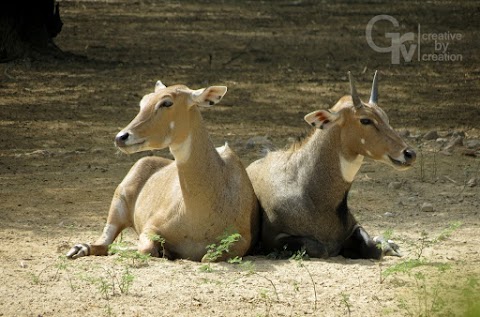 NILGAI PHOTOGRAPHY | GRV CREATIVE BY CREATION