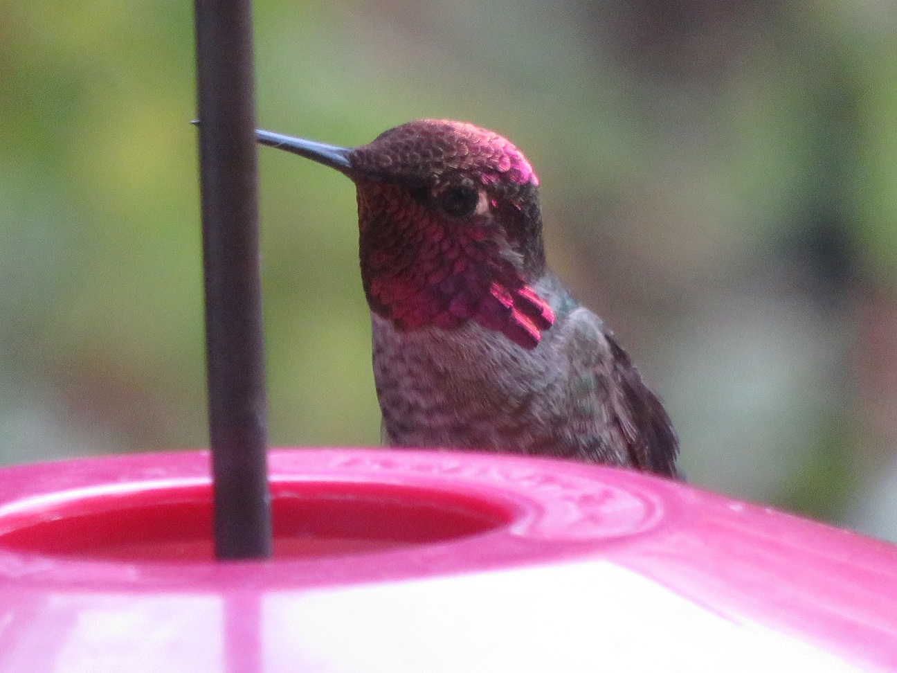 http://1.bp.blogspot.com/-wllv0OSbm2c/VjxOcX4apnI/AAAAAAAABpI/SSjkDEkivi4/s1600/Annas_Hummingbird_Male_2015-10-30.jpg