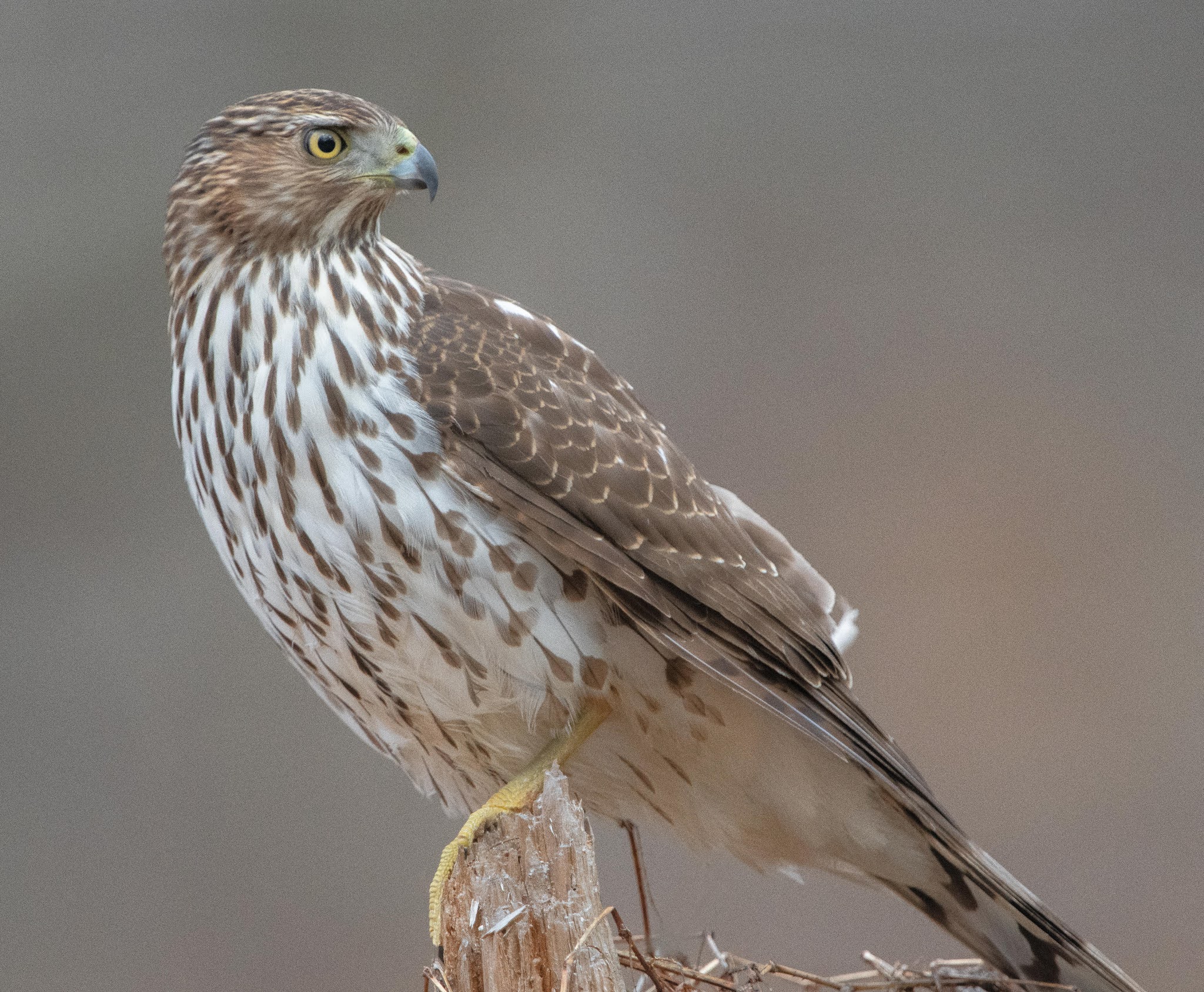Back in the U.S.A. Cooper's hawk!!!
