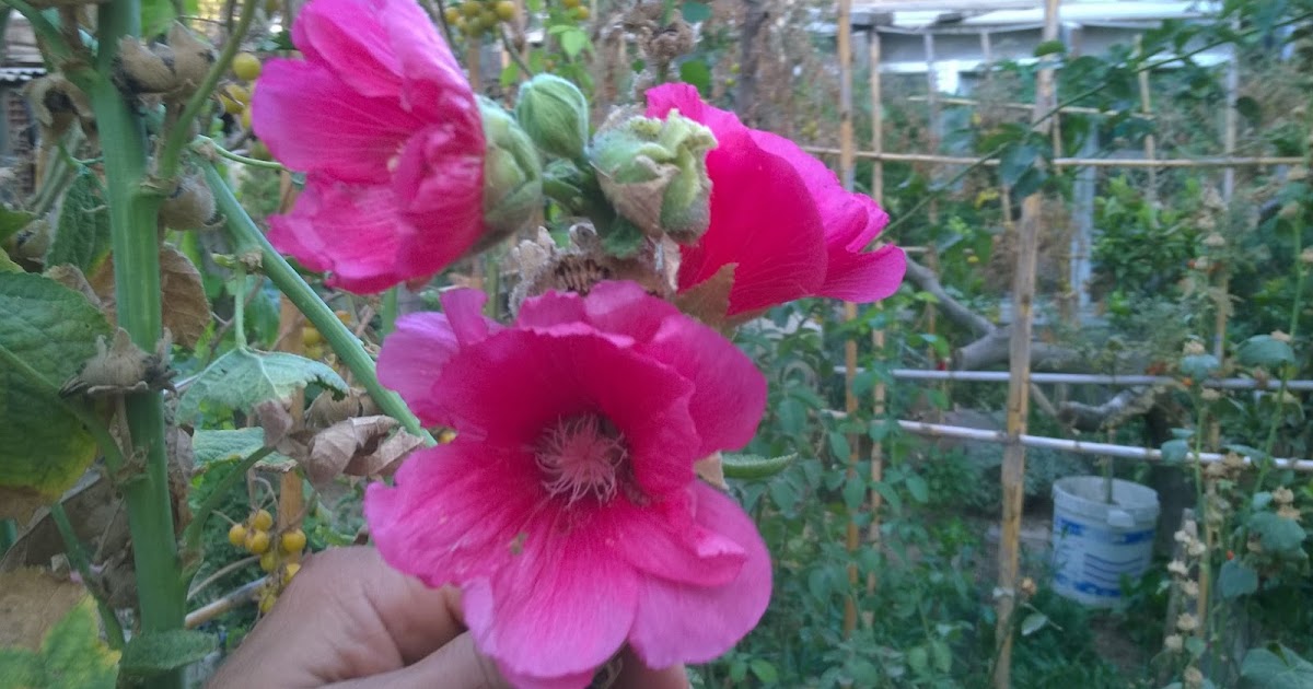HOME AND GARDEN: HOW TO GROW HOLLYHOCKS FROM SEEDS