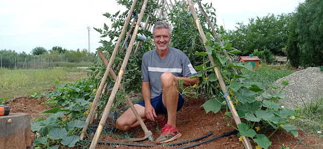 Tutorado ecológico de tomateras