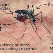 Zika é oficialmente ligado à microcefalia