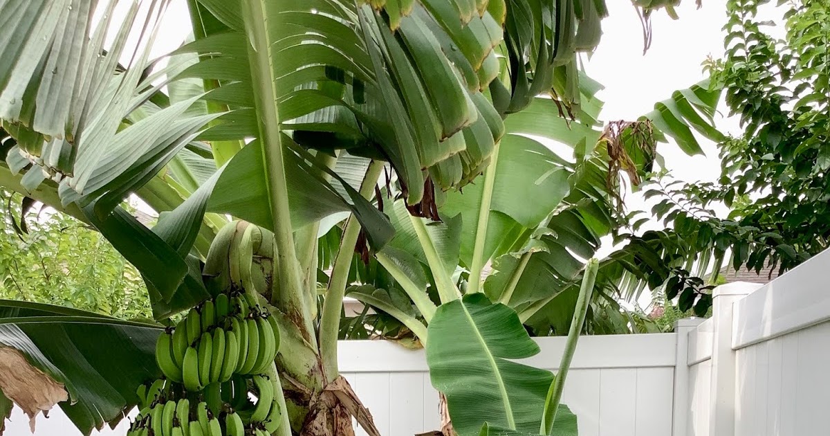 THE ROAD TAKEN Covid Cafe Bananagrams