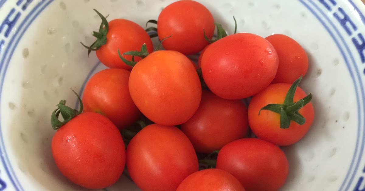 PetuniaLee™ First Harvest Cherry Tomatoes