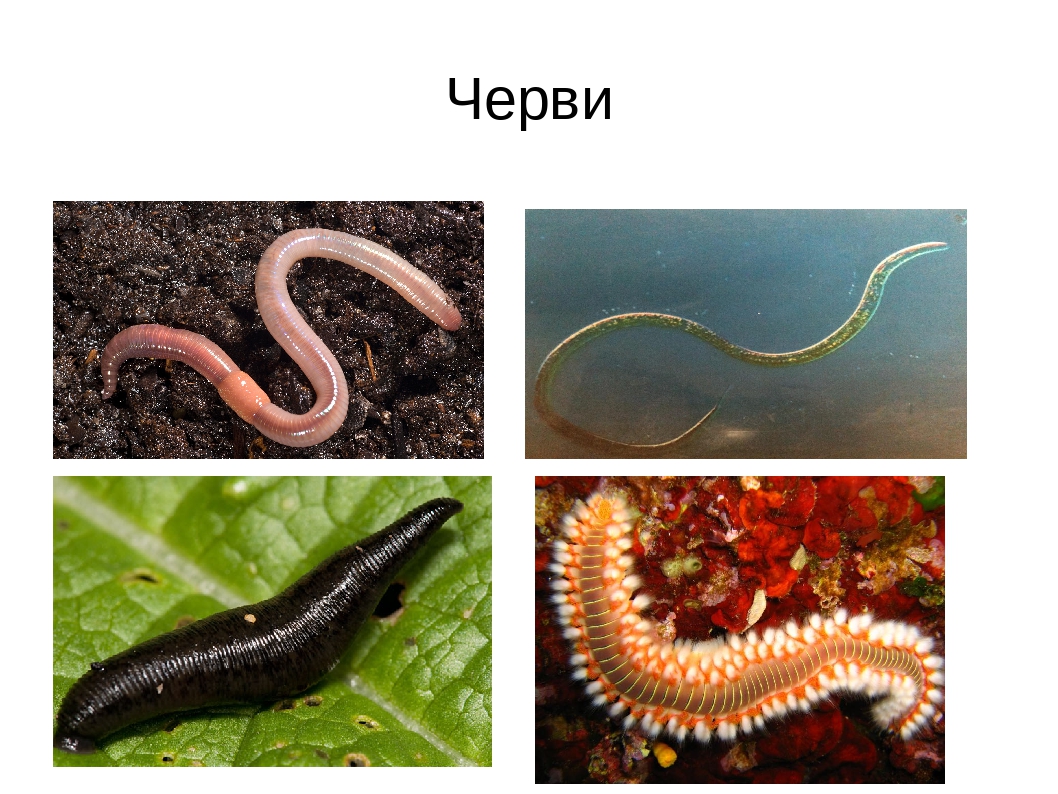 Примеры группы червей. Кольчатые черви. Кольчатые черви черви представители. Свободноживущие кольчатые черви. Тип кольчатые черви паразиты.